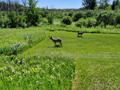 3D Archery open field targets