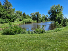 View of pond form the north