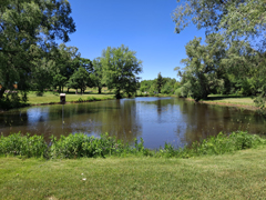 View of pond form the north