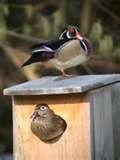 Nest Box